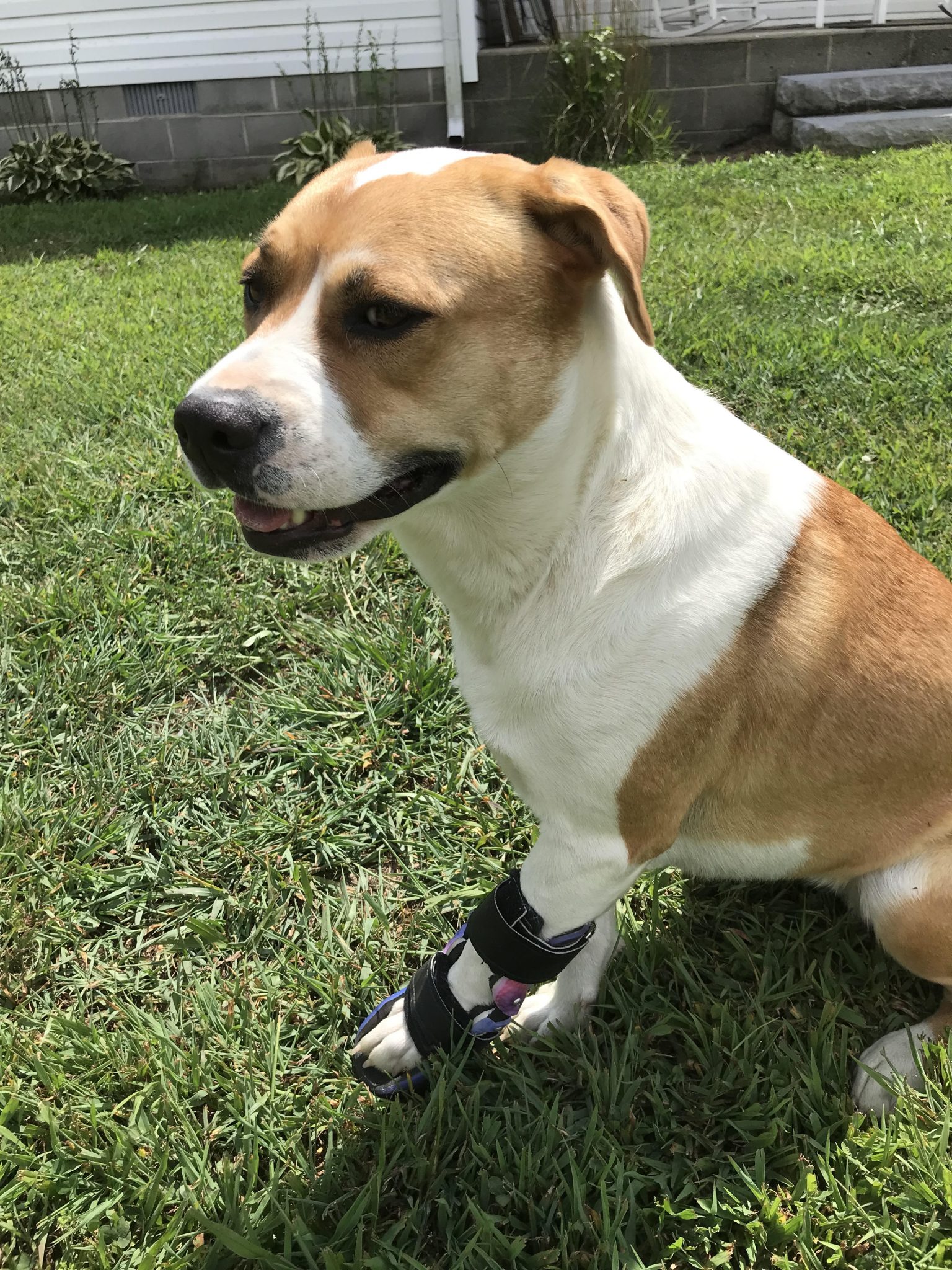 Dog Wrist Brace Support Your Dog’s Healing Specialized Pet Solutions