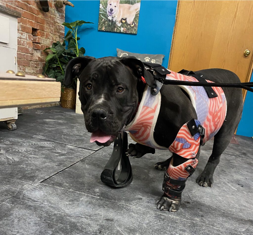 FullLimb Dog Prosthetic Specialized Pet Solutions