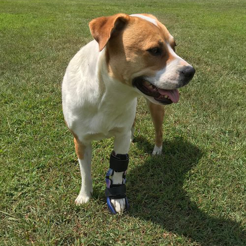 Dog Wrist Brace Support Your Dog’s Healing Specialized Pet Solutions