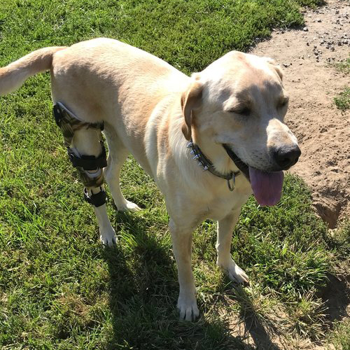 Stifle brace Clearance