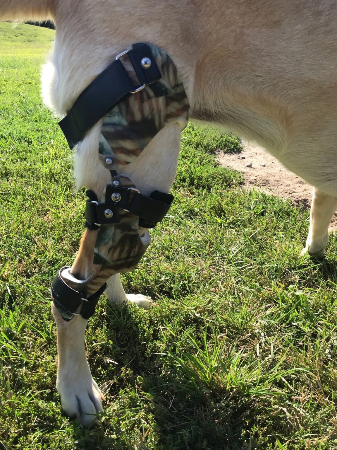 Dog Knee Brace Increase Their Quality of Life Specialized Pet Solutions