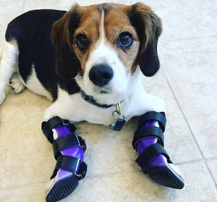 Dog Wrist Brace Support Your Dog’s Healing Specialized Pet Solutions