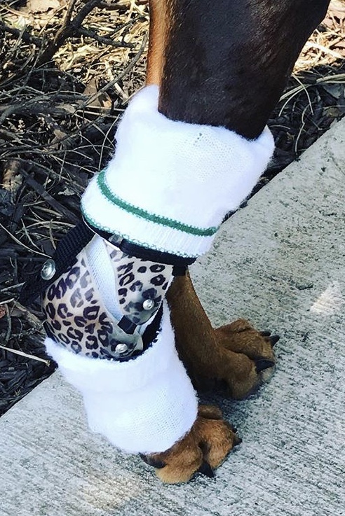 dog foot brace