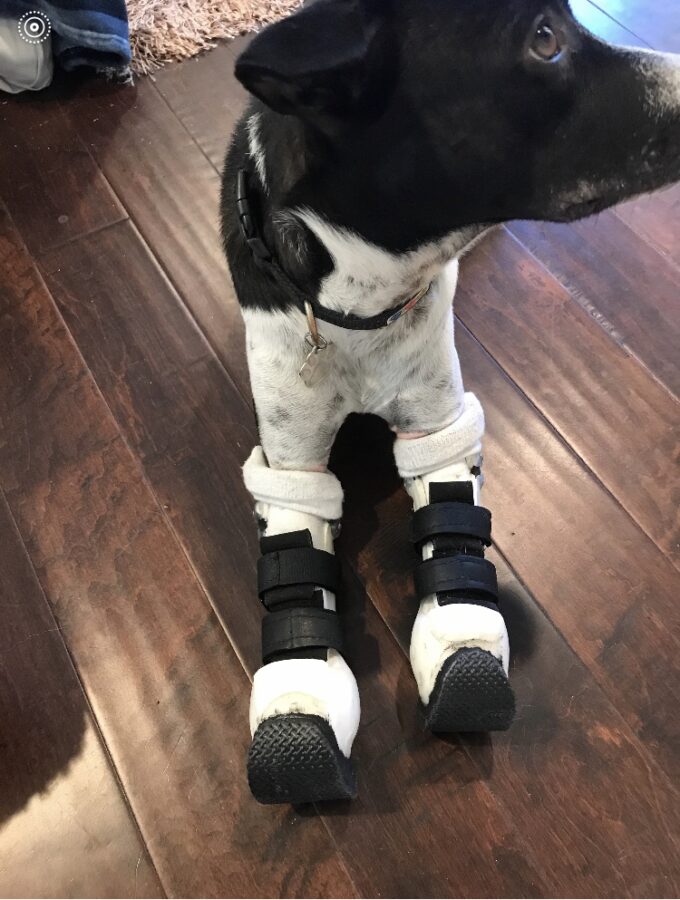 Dog Prosthetics or Partial Limb Prosthetics for Dogs.