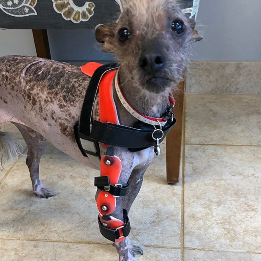 About Us Animal Prosthetics & Orthotics Specialized Pet Solutions